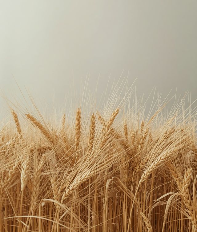 Post-threshing wheat residues – husk-derived byproducts of milling operations