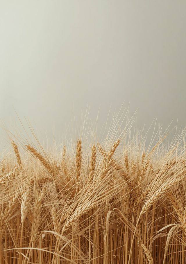 Post-threshing wheat residues – husk-derived byproducts of milling operations