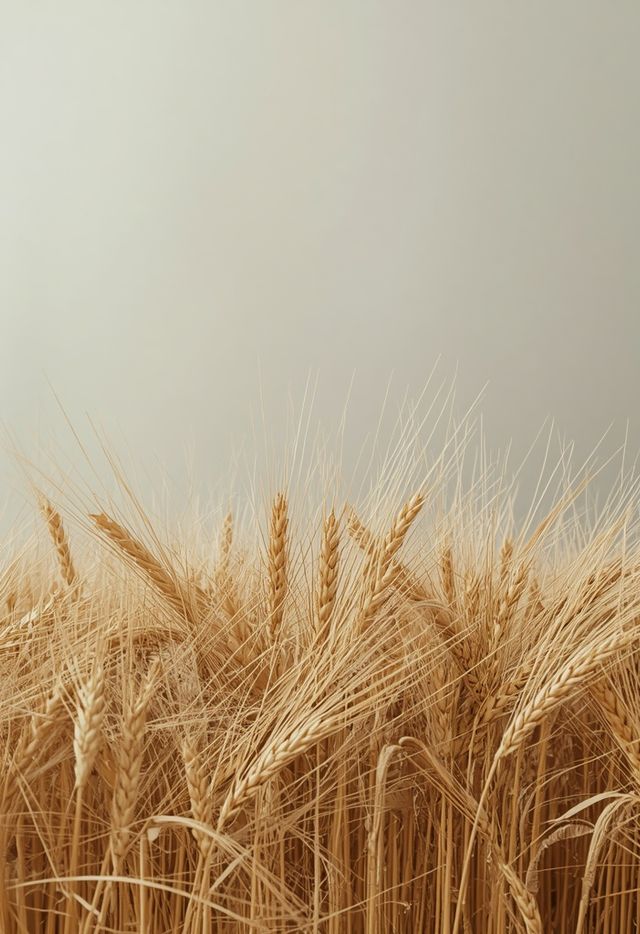 Post-threshing wheat residues – husk-derived byproducts of milling operations