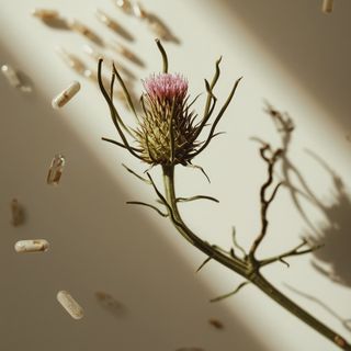 Milk thistle applications: evidence-based guide to using oil, capsules, seeds, and infusions for therapeutic purposes