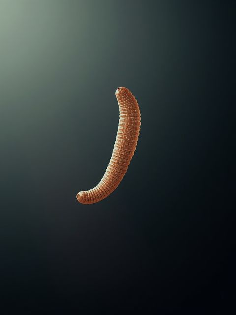 Foodborne parasitic invasions: from roundworm to tapeworm infections – identification, symptomatology, and health implications