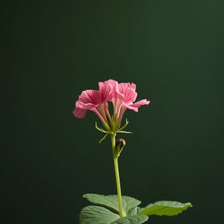 African geranium (*Geranium sidoroides* DC., syn. *Pelargonium sidoides*): A comprehensive evidence-based review of its medicinal properties, pediatric applications, and safety considerations