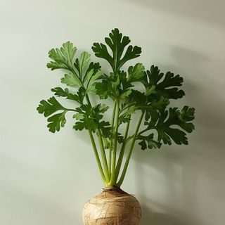 Petersilienwurzel: Botanische Merkmale und morphologische Besonderheiten