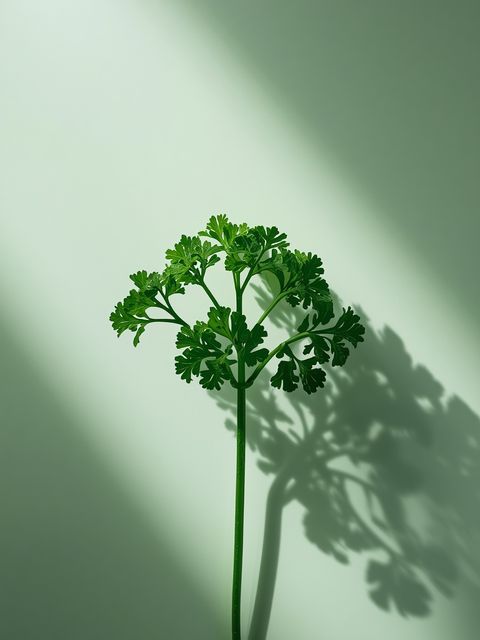 Common Parsley (Petroselinum crispum): Medicinal Properties, Applications in Teas and Juices, and Its Potential for Weight Management – A Comprehensive Analysis