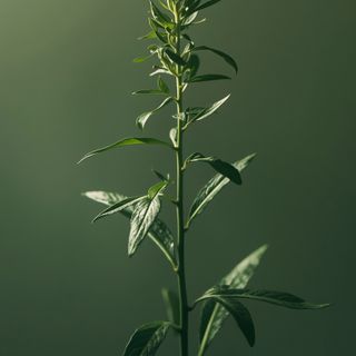 Piołun pospolity (*Artemisia absinthium*) – działanie lecznicze, zastosowanie terapeutyczne oraz rola w zwalczaniu pasożytów jelitowych i organizmowych