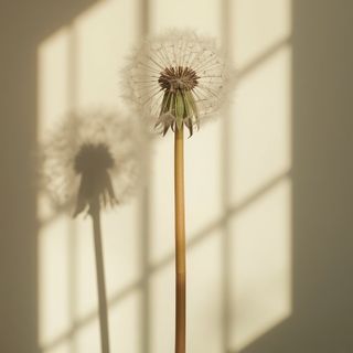 Has the common dandelion perfected its universal properties? A comprehensive guide to using its leaves and syrup in home remedies