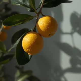 Die Frucht eines immergrünen Zitrusbaums mit Ursprung in den Regionen Chinas und des östlichen Asiens