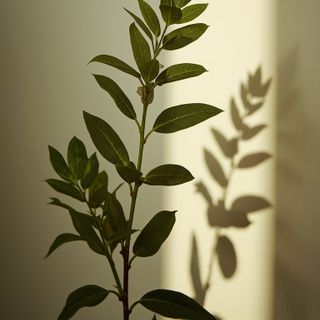 Pflanzliche Phenolverbindungen: starke Antioxidantien zur Neutralisation reaktiver Sauerstoff- und Stickstoffspezies
