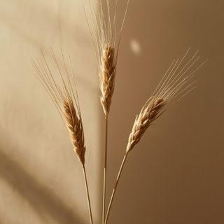Durum wheat (Triticum durum) – characteristics of durum flour and selection criteria for premium-quality pasta: a guide for discerning consumers