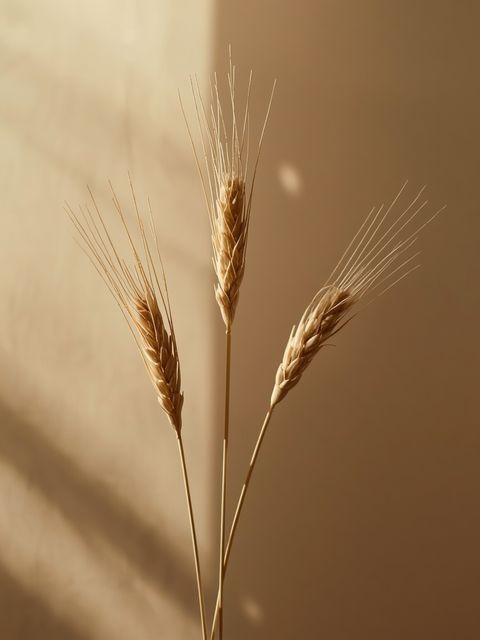 Durum wheat (Triticum durum) – characteristics of durum flour and selection criteria for premium-quality pasta: a guide for discerning consumers
