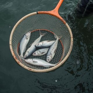 Angeln, Tauchnetz, Setznetz und Fischfang, allgemein