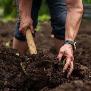 Graben, Umgraben, Gartenbefüllung, Kompostierung, (Taylor Code 590)