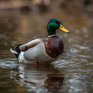 Jagd, Ente, Watscheln
