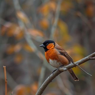 Hunting, Birds