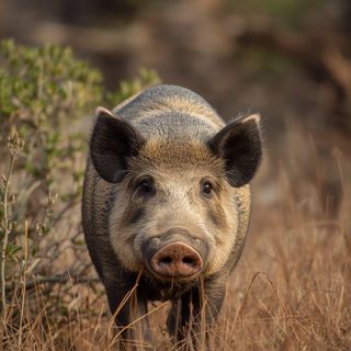 Jagd auf wilde Schweine