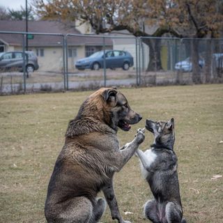 Sit, Playing with Animals, Light Effort, Only Active Periods