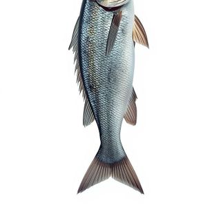 Cleaning Fish