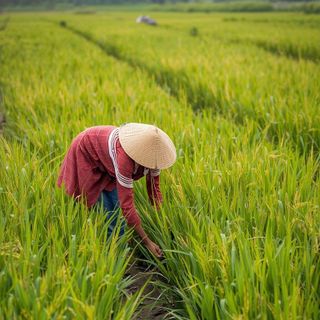 Landwirtschaft, Reis, Pflanzung, Getreideverarbeitung