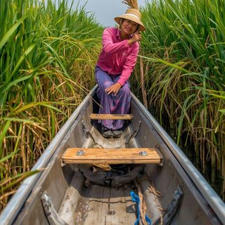 Canoeing, Harvesting Wild Rice, Knocking Rice Off the Stalks