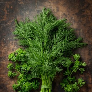 Garden Dill