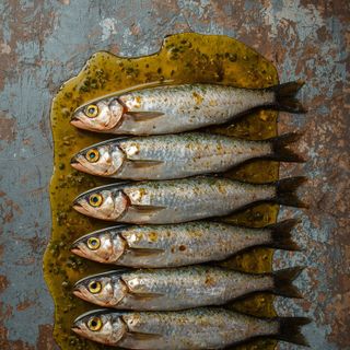 Sardines in Oil