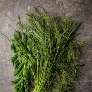 Fresh or Dried Dill