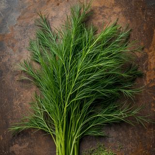 Frischer oder getrockneter Dill
