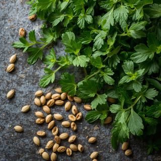 Frisches Oregano