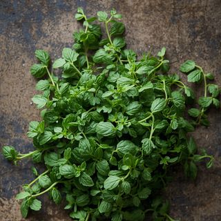 Frisches Oregano