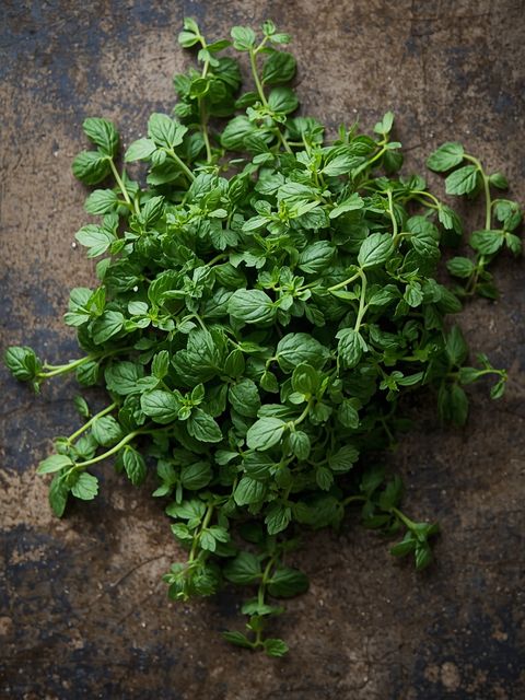 Świeże oregano