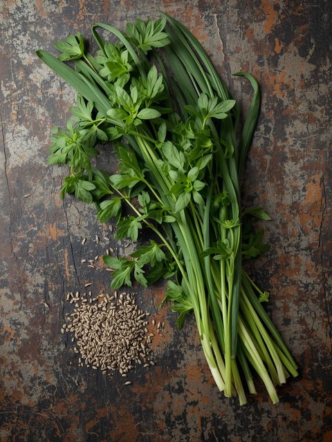 Tarragon, Fresh