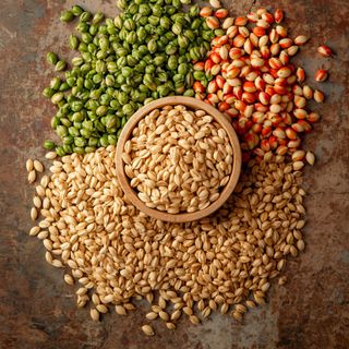 Wheat Grains, Sprouts