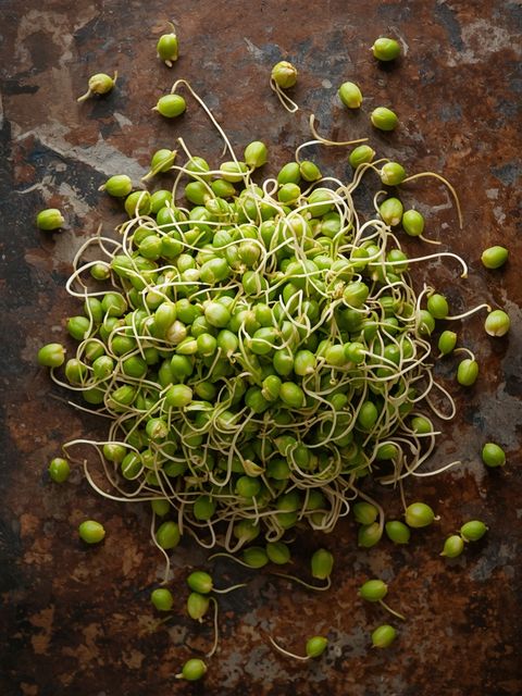 Alfalfa-Sprossen
