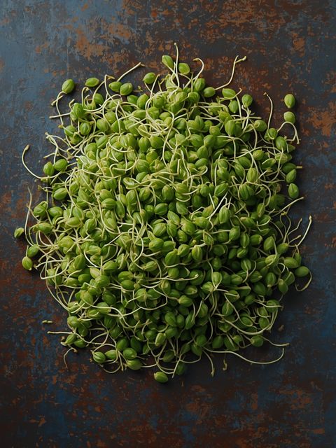 Alfalfa Sprouts