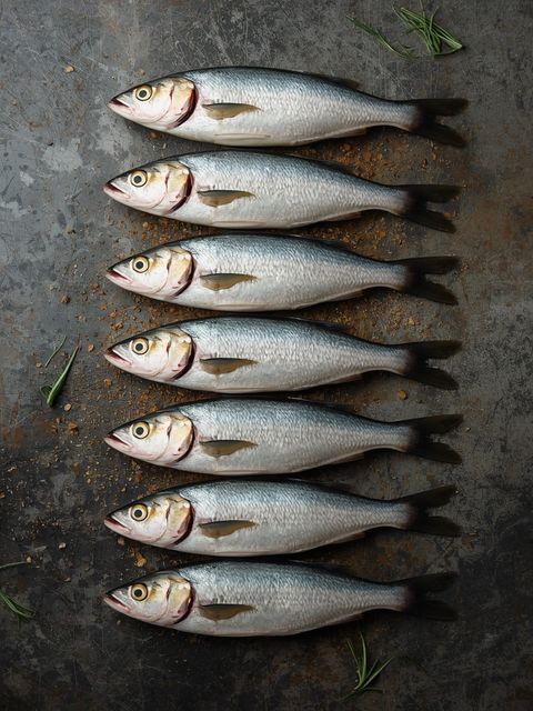 Mackerel