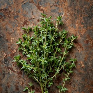 Thyme, fresh